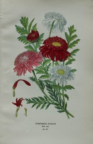 Edward Step - Chromolithograph of flowers 1896: This chromolithographic print is from Favourite Flowers of Garden and Greenhouse by Edward Step FLS and William Watson FRHS. It was published in London by Frederick Warne and Co. 1896Below each print 