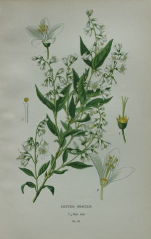 Edward Step - Chromolithograph of flowers 1896: This chromolithographic print is from Favourite Flowers of Garden and Greenhouse by Edward Step FLS and William Watson FRHS. It was published in London by Frederick Warne and Co. 1896Below each print 