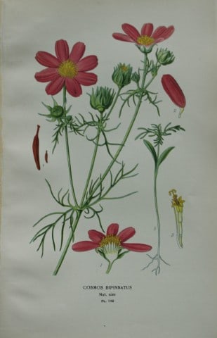 Edward Step - Chromolithograph of flowers 1896: This chromolithographic print is from Favourite Flowers of Garden and Greenhouse by Edward Step FLS and William Watson FRHS. It was published in London by Frederick Warne and Co. 1896Below each print 