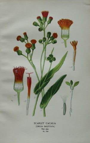Edward Step - Chromolithograph of flowers 1896 (1 of 1)
