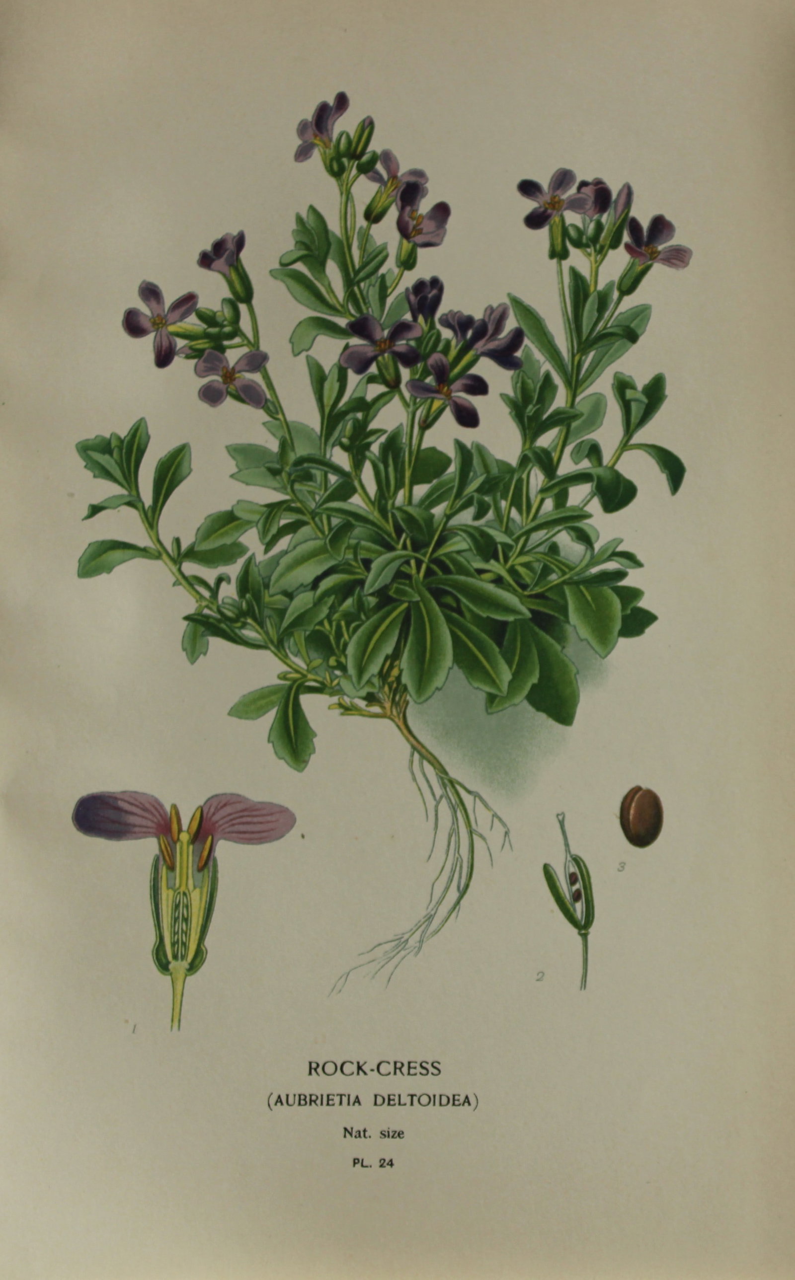Edward Step - Chromolithograph of flowers 1896: This chromolithographic print is from Favourite Flowers of Garden and Greenhouse by Edward Step FLS and William Watson FRHS. It was published in London by Frederick Warne and Co. 1896Below each print 
