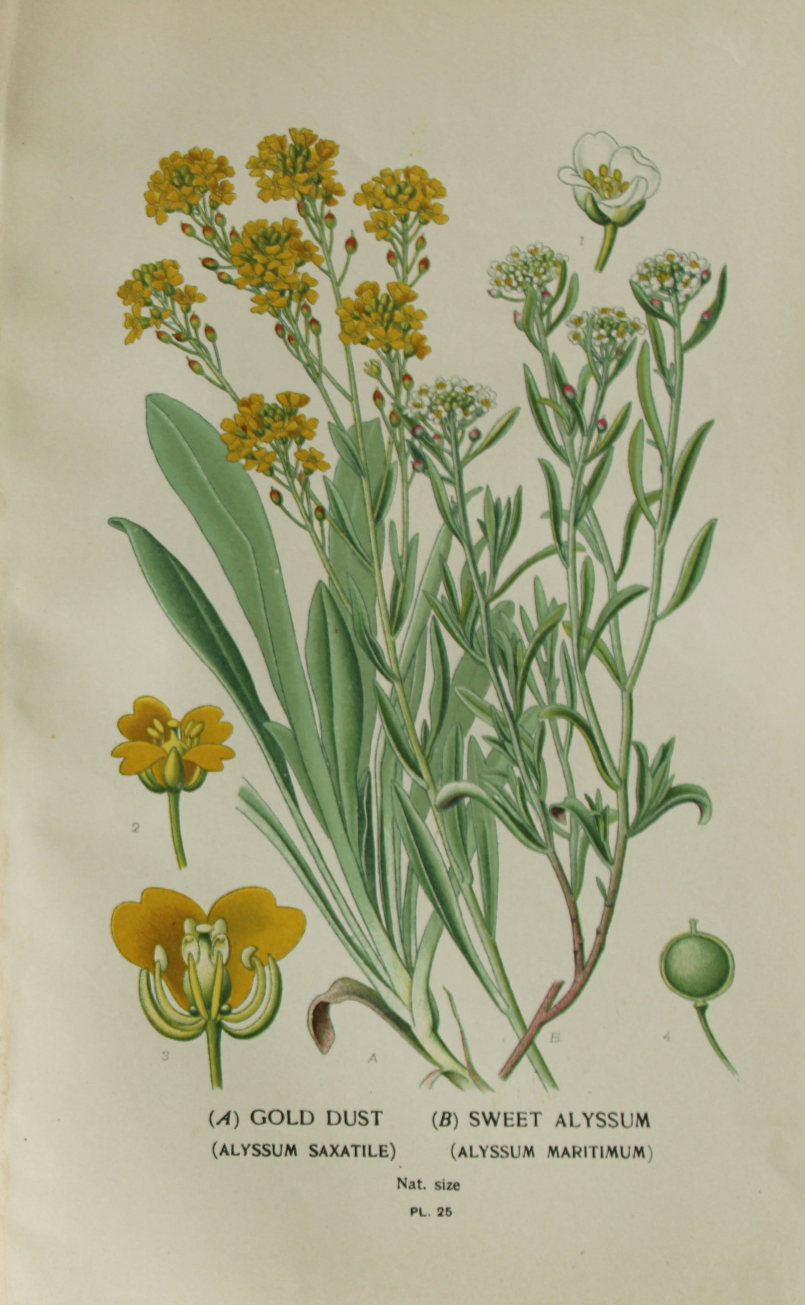 Edward Step - Chromolithograph of flowers 1896: This chromolithographic print is from Favourite Flowers of Garden and Greenhouse by Edward Step FLS and William Watson FRHS. It was published in London by Frederick Warne and Co. 1896Below each print 