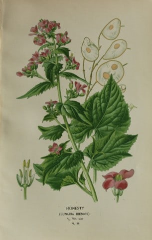 Edward Step - Chromolithograph of flowers 1896: This chromolithographic print is from Favourite Flowers of Garden and Greenhouse by Edward Step FLS and William Watson FRHS. It was published in London by Frederick Warne and Co. 1896Below each print 