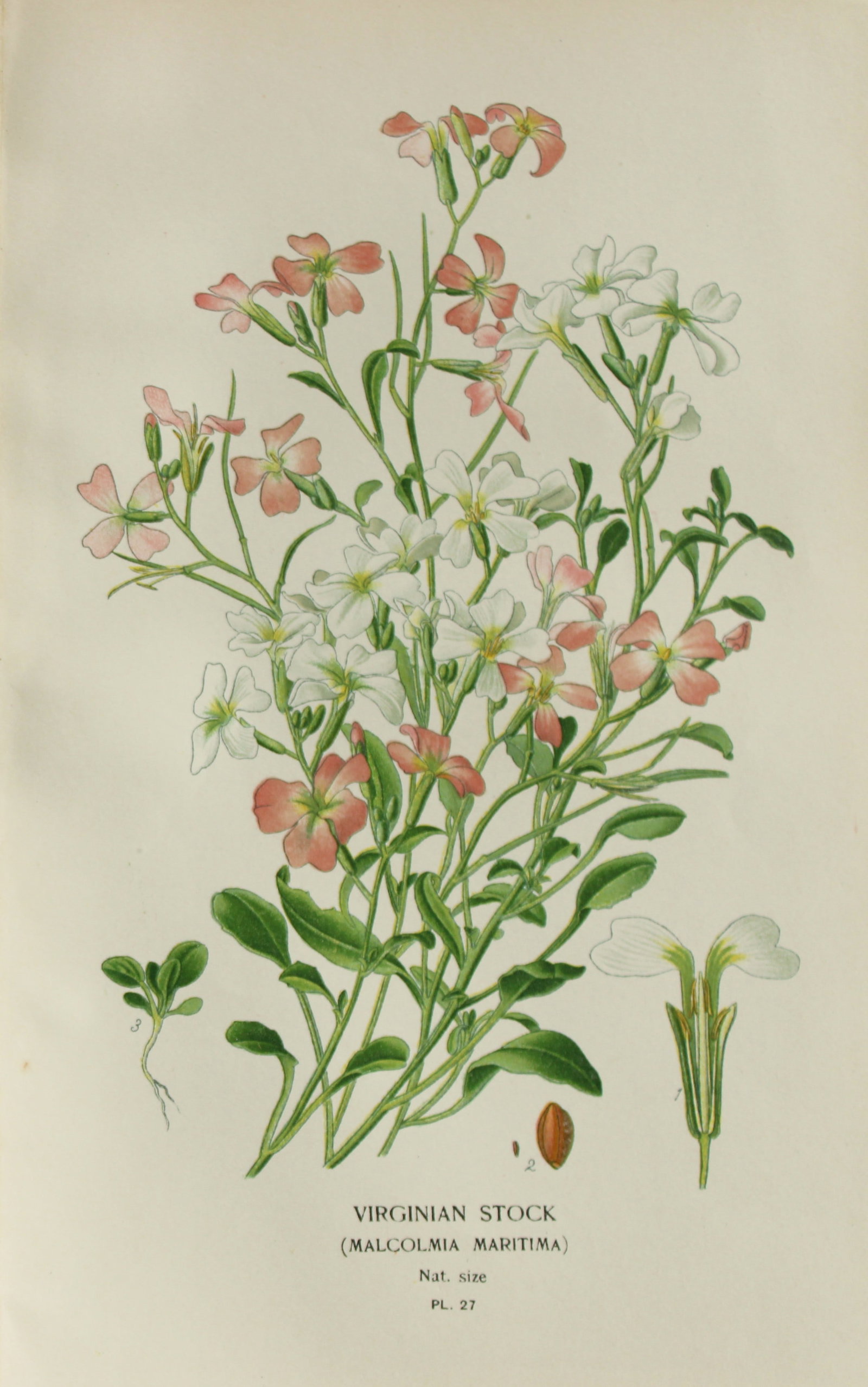 Edward Step - Chromolithograph of flowers 1896: This chromolithographic print is from Favourite Flowers of Garden and Greenhouse by Edward Step FLS and William Watson FRHS. It was published in London by Frederick Warne and Co. 1896Below each print 