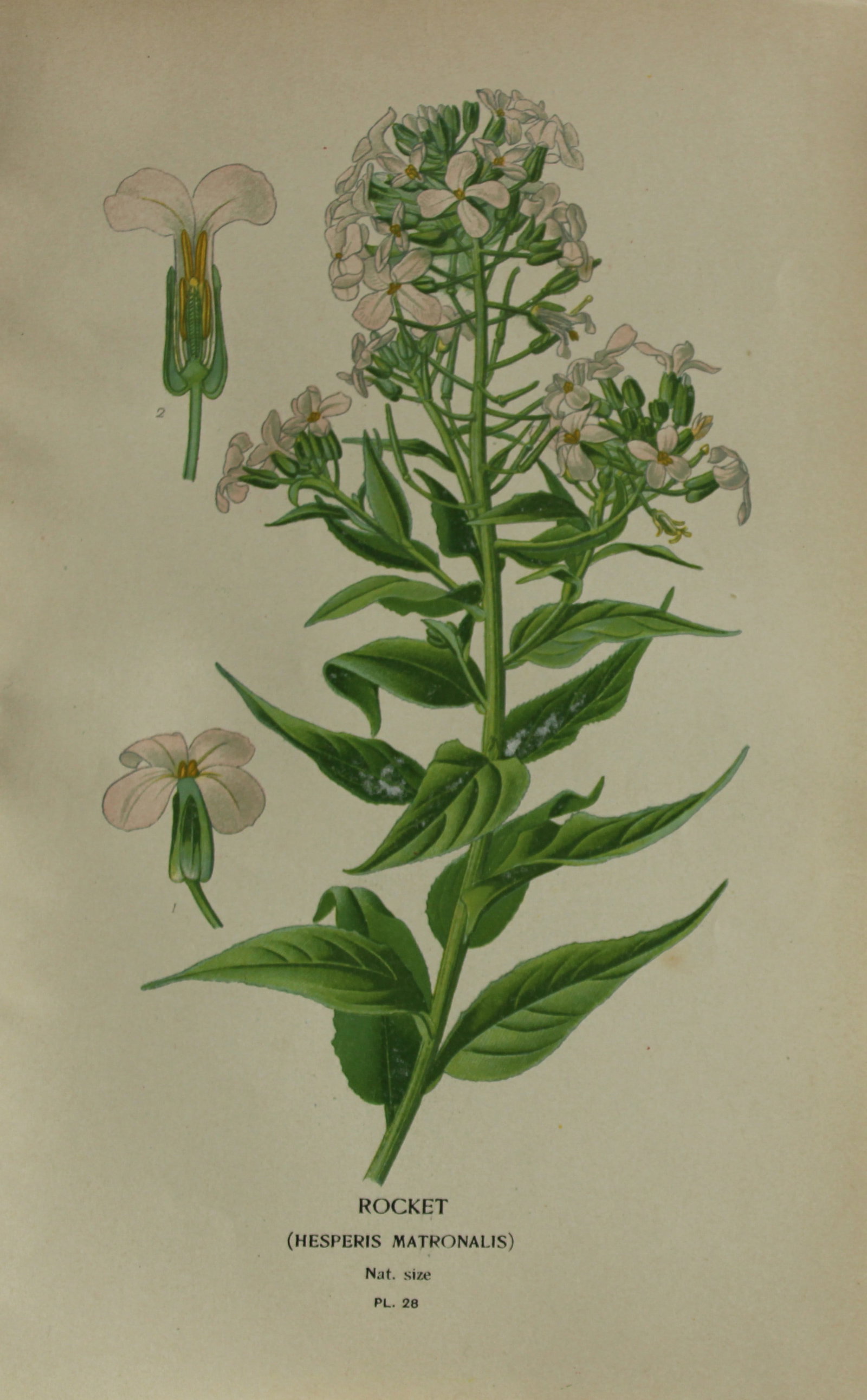 Edward Step - Chromolithograph of flowers 1896: This chromolithographic print is from Favourite Flowers of Garden and Greenhouse by Edward Step FLS and William Watson FRHS. It was published in London by Frederick Warne and Co. 1896Below each print 