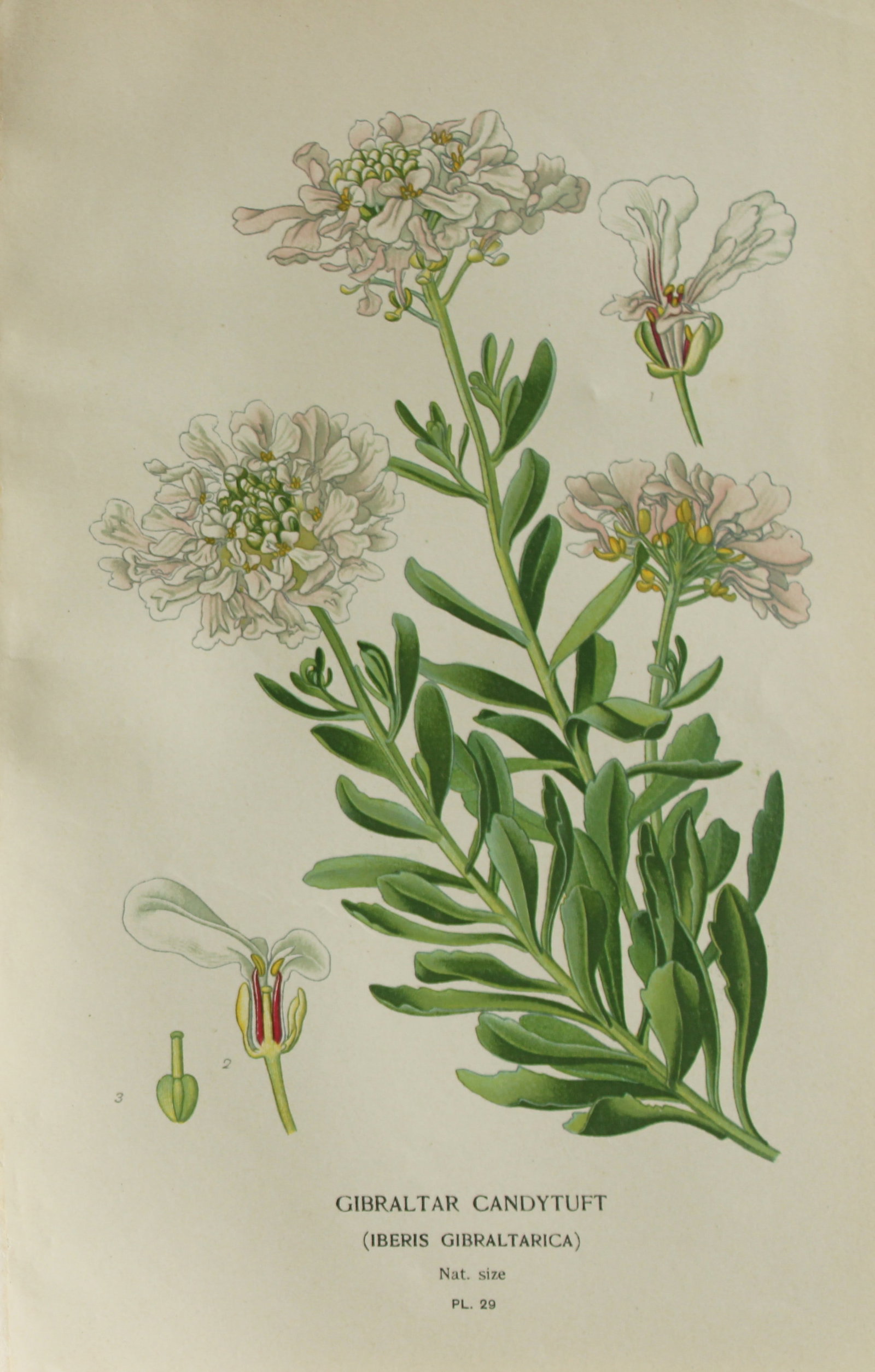 Edward Step - Chromolithograph of flowers 1896 (1 of 1)