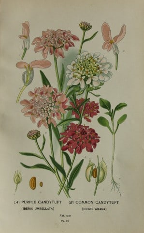 Edward Step - Chromolithograph of flowers 1896 (1 of 1)