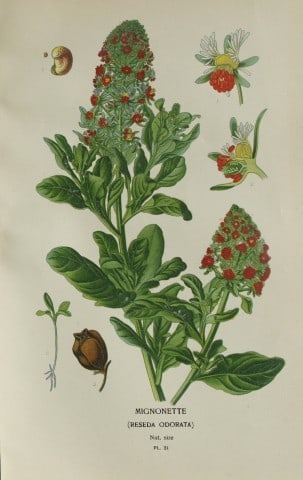 Edward Step - Chromolithograph of flowers 1896: This chromolithographic print is from Favourite Flowers of Garden and Greenhouse by Edward Step FLS and William Watson FRHS. It was published in London by Frederick Warne and Co. 1896Below each print 