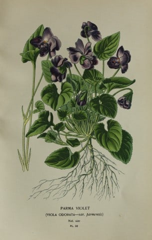 Edward Step - Chromolithograph of flowers 1896: This chromolithographic print is from Favourite Flowers of Garden and Greenhouse by Edward Step FLS and William Watson FRHS. It was published in London by Frederick Warne and Co. 1896Below each print 
