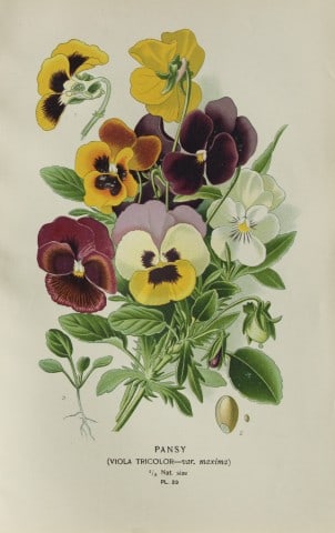 Edward Step - Chromolithograph of flowers 1896: This chromolithographic print is from Favourite Flowers of Garden and Greenhouse by Edward Step FLS and William Watson FRHS. It was published in London by Frederick Warne and Co. 1896Below each print 