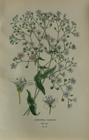 Edward Step - Chromolithograph of flowers 1896: This chromolithographic print is from Favourite Flowers of Garden and Greenhouse by Edward Step FLS and William Watson FRHS. It was published in London by Frederick Warne and Co. 1896Below each print 