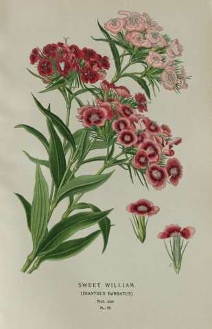 Edward Step - Chromolithograph of flowers 1896 (1 of 1)