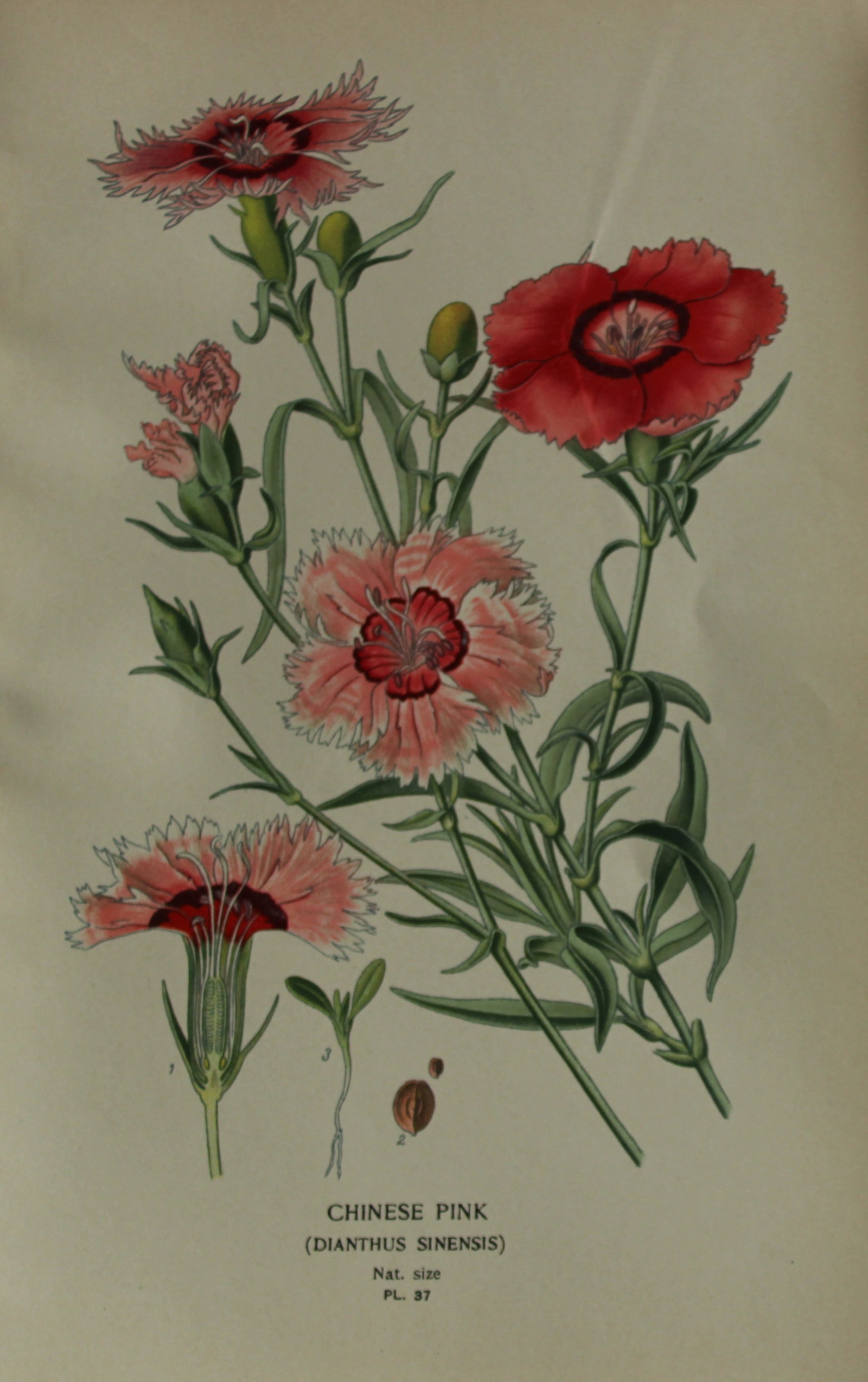 Edward Step - Chromolithograph of flowers 1896 (1 of 1)