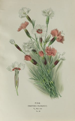 Edward Step - Chromolithograph of flowers 1896 (1 of 1)