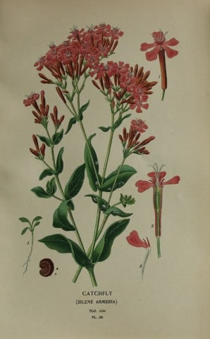 Edward Step - Chromolithograph of flowers 1896: This chromolithographic print is from Favourite Flowers of Garden and Greenhouse by Edward Step FLS and William Watson FRHS. It was published in London by Frederick Warne and Co. 1896Below each print 