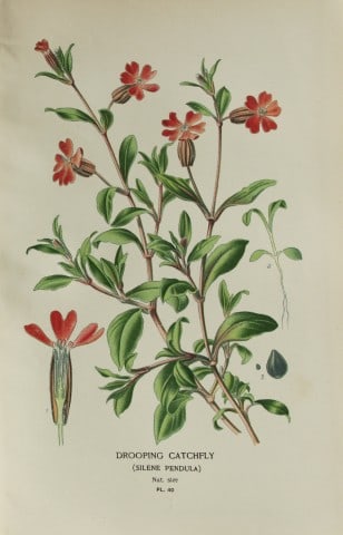 Edward Step - Chromolithograph of flowers 1896: This chromolithographic print is from Favourite Flowers of Garden and Greenhouse by Edward Step FLS and William Watson FRHS. It was published in London by Frederick Warne and Co. 1896Below each print 
