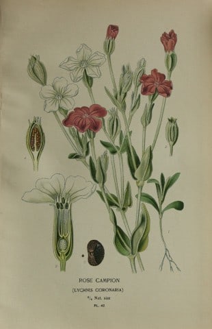 Edward Step - Chromolithograph of flowers 1896 (1 of 1)