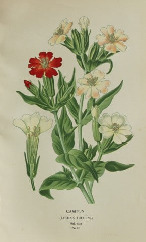 Edward Step - Chromolithograph of flowers 1896: This chromolithographic print is from Favourite Flowers of Garden and Greenhouse by Edward Step FLS and William Watson FRHS. It was published in London by Frederick Warne and Co. 1896Below each print 