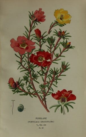 Edward Step - Chromolithograph of flowers 1896: This chromolithographic print is from Favourite Flowers of Garden and Greenhouse by Edward Step FLS and William Watson FRHS. It was published in London by Frederick Warne and Co. 1896Below each print 