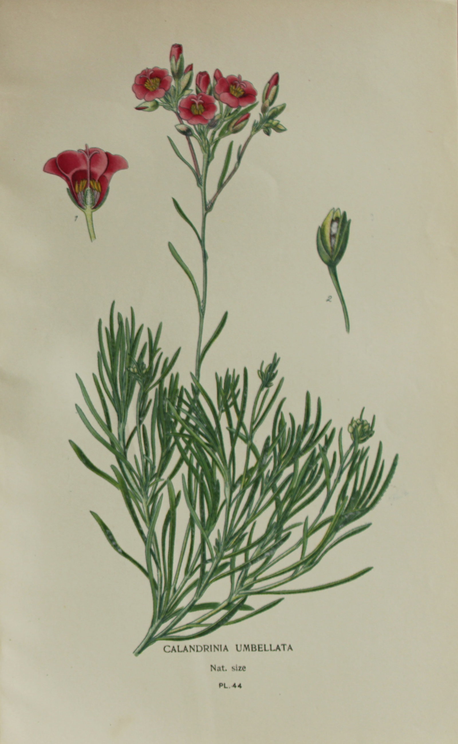 Edward Step - Chromolithograph of flowers 1896 (1 of 1)