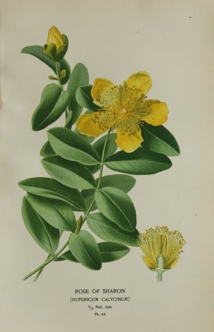 Edward Step - Chromolithograph of flowers 1896 (1 of 1)