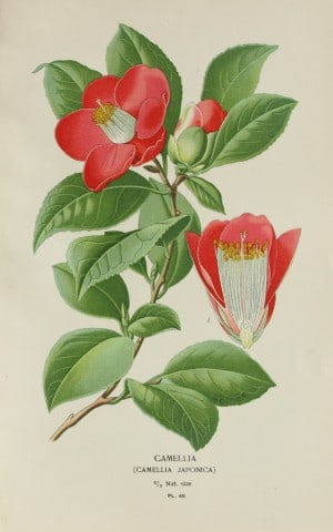 Edward Step - Chromolithograph of flowers 1896: This chromolithographic print is from Favourite Flowers of Garden and Greenhouse by Edward Step FLS and William Watson FRHS. It was published in London by Frederick Warne and Co. 1896Below each print 