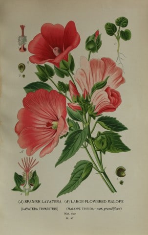 Edward Step - Chromolithograph of flowers 1896: This chromolithographic print is from Favourite Flowers of Garden and Greenhouse by Edward Step FLS and William Watson FRHS. It was published in London by Frederick Warne and Co. 1896Below each print 