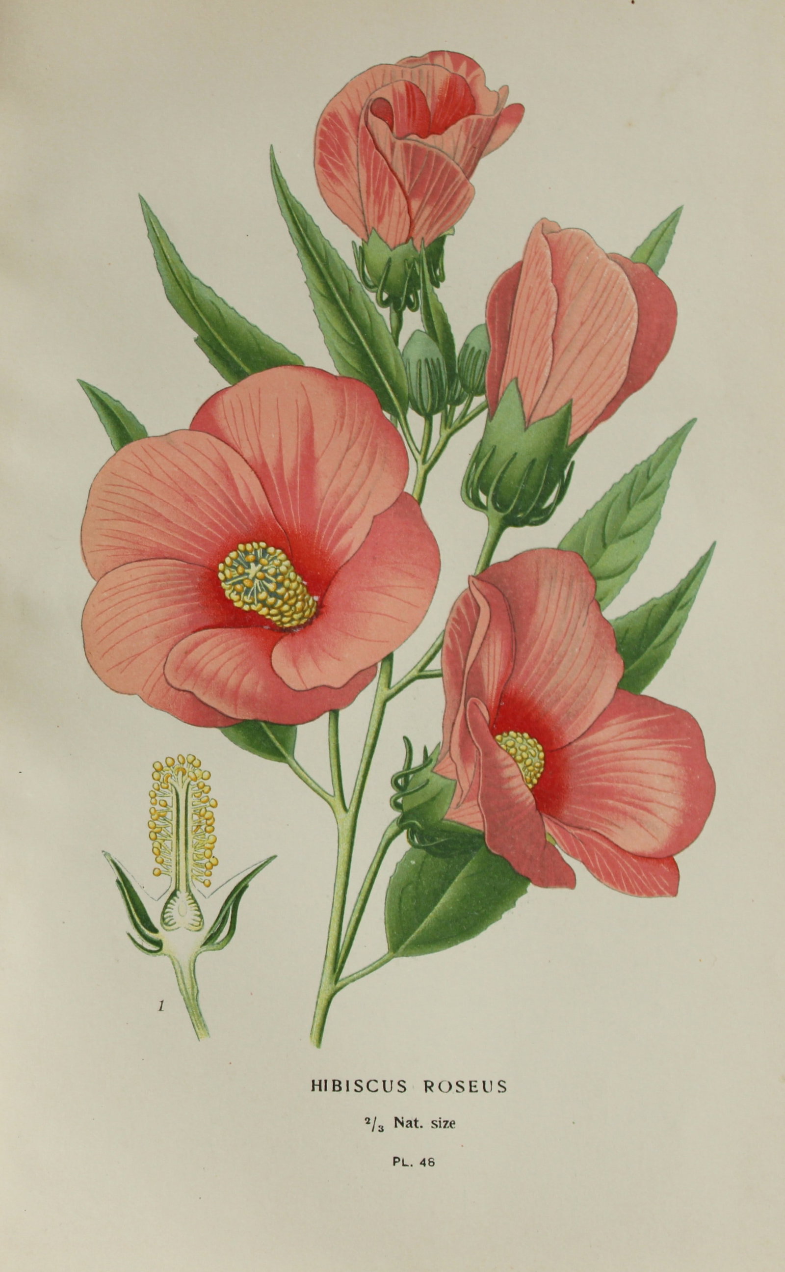 Edward Step - Chromolithograph of flowers 1896: This chromolithographic print is from Favourite Flowers of Garden and Greenhouse by Edward Step FLS and William Watson FRHS. It was published in London by Frederick Warne and Co. 1896Below each print 