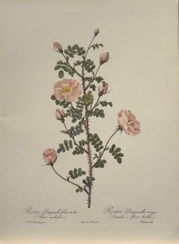 PJ Redoute - Ariel Press 1956: This print, originally drawn by Pierre-Joseph Redoute is from Roses 2, edited and selected by Eva Mannering. Published in London by Ariel Press, 1956. First Edition.Pierre-Joseph Redout? (1759 ? 1840)