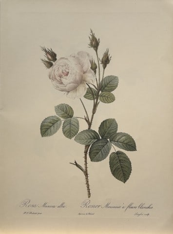 PJ Redoute - Ariel Press 1956: This print, originally drawn by Pierre-Joseph Redoute is from Roses 2, edited and selected by Eva Mannering. Published in London by Ariel Press, 1956. First Edition.Pierre-Joseph Redout? (1759 ? 1840)
