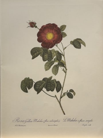 PJ Redoute - Ariel Press 1956: This print, originally drawn by Pierre-Joseph Redoute is from Roses 2, edited and selected by Eva Mannering. Published in London by Ariel Press, 1956. First Edition.Pierre-Joseph Redout? (1759 ? 1840)