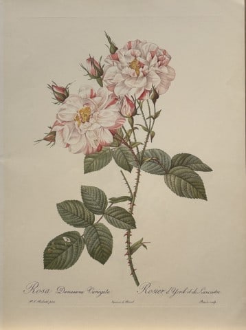 PJ Redoute - Ariel Press 1956: This print, originally drawn by Pierre-Joseph Redoute is from Roses 2, edited and selected by Eva Mannering. Published in London by Ariel Press, 1956. First Edition.Pierre-Joseph Redout? (1759 ? 1840)