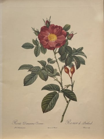 PJ Redoute - Ariel Press 1956: This print, originally drawn by Pierre-Joseph Redoute is from Roses 2, edited and selected by Eva Mannering. Published in London by Ariel Press, 1956. First Edition.Pierre-Joseph Redout? (1759 ? 1840)