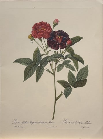 PJ Redoute - Ariel Press 1956: This print, originally drawn by Pierre-Joseph Redoute is from Roses 2, edited and selected by Eva Mannering. Published in London by Ariel Press, 1956. First Edition.Pierre-Joseph Redout? (1759 ? 1840)