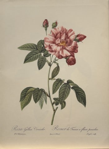 PJ Redoute - Ariel Press 1956: This print, originally drawn by Pierre-Joseph Redoute is from Roses 2, edited and selected by Eva Mannering. Published in London by Ariel Press, 1956. First Edition.Pierre-Joseph Redout? (1759 ? 1840)