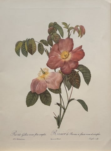PJ Redoute - Ariel Press 1956: This print, originally drawn by Pierre-Joseph Redoute is from Roses 2, edited and selected by Eva Mannering. Published in London by Ariel Press, 1956. First Edition.Pierre-Joseph Redout? (1759 ? 1840)