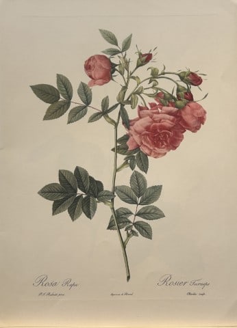 PJ Redoute - Ariel Press 1956: This print, originally drawn by Pierre-Joseph Redoute is from Roses 2, edited and selected by Eva Mannering. Published in London by Ariel Press, 1956. First Edition.Pierre-Joseph Redout? (1759 ? 1840)