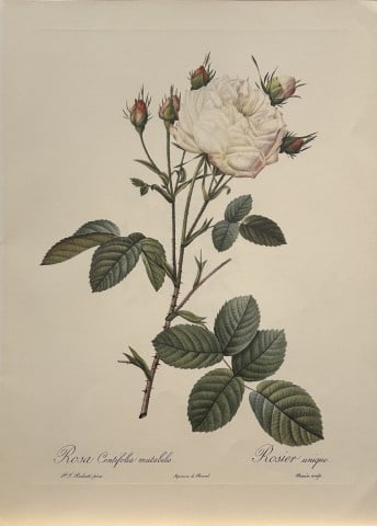 PJ Redoute - Ariel Press 1956: This print, originally drawn by Pierre-Joseph Redoute is from Roses 2, edited and selected by Eva Mannering. Published in London by Ariel Press, 1956. First Edition.Pierre-Joseph Redout? (1759 ? 1840)