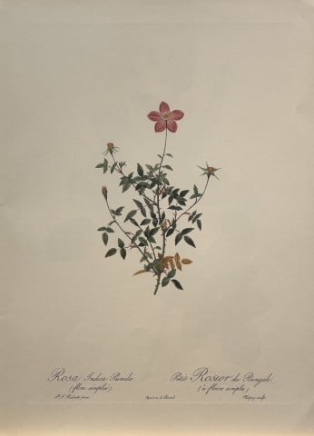 PJ Redoute - Ariel Press 1956: This print, originally drawn by Pierre-Joseph Redoute is from Roses 2, edited and selected by Eva Mannering. Published in London by Ariel Press, 1956. First Edition.Pierre-Joseph Redout? (1759 ? 1840)