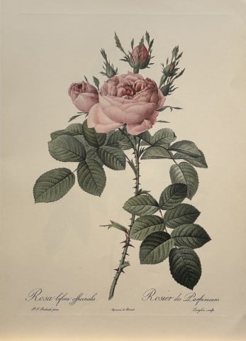PJ Redoute - Ariel Press 1956: This print, originally drawn by Pierre-Joseph Redoute is from Roses 2, edited and selected by Eva Mannering. Published in London by Ariel Press, 1956. First Edition.Pierre-Joseph Redout? (1759 ? 1840)
