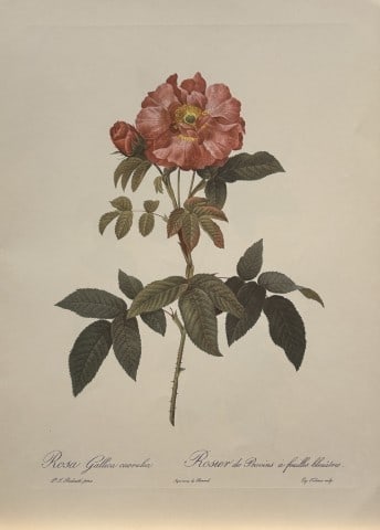 PJ Redoute - Ariel Press 1956: This print, originally drawn by Pierre-Joseph Redoute is from Roses 2, edited and selected by Eva Mannering. Published in London by Ariel Press, 1956. First Edition.Pierre-Joseph Redout? (1759 ? 1840)
