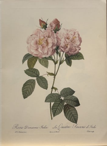 PJ Redoute - Ariel Press 1956: This print, originally drawn by Pierre-Joseph Redoute is from Roses 2, edited and selected by Eva Mannering. Published in London by Ariel Press, 1956. First Edition.Pierre-Joseph Redout? (1759 ? 1840)