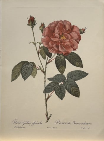 PJ Redoute - Ariel Press 1956: This print, originally drawn by Pierre-Joseph Redoute is from Roses 2, edited and selected by Eva Mannering. Published in London by Ariel Press, 1956. First Edition.Pierre-Joseph Redout? (1759 ? 1840)
