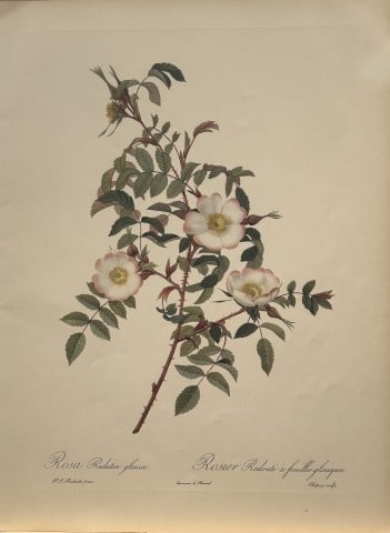 PJ Redoute - Ariel Press 1956: This print, originally drawn by Pierre-Joseph Redoute is from Roses 2, edited and selected by Eva Mannering. Published in London by Ariel Press, 1956. First Edition.Pierre-Joseph Redout? (1759 ? 1840)