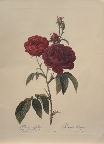 PJ Redoute - Ariel Press 1956: This print, originally drawn by Pierre-Joseph Redoute is from Roses 2, edited and selected by Eva Mannering. Published in London by Ariel Press, 1956. First Edition.Pierre-Joseph Redout? (1759 ? 1840)