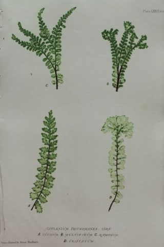 Thomas Moore - Nature-printed fern by Thomas Moore 1863: This print is from Nature-Printed British Ferns: Being Figures and Descriptions of the Species and Varieties of Ferns Found in the United Kingdom by Thomas Moore. Published by Bradbury & Evans, London