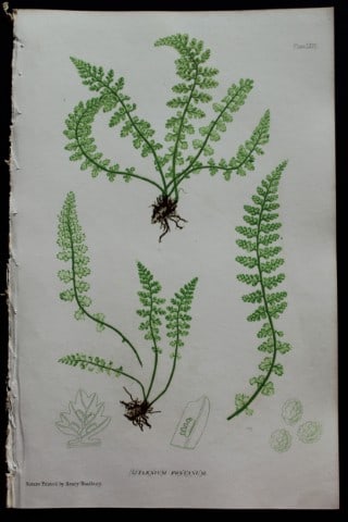 Thomas Moore - Nature-printed fern by Thomas Moore 1863: This print is from Nature-Printed British Ferns: Being Figures and Descriptions of the Species and Varieties of Ferns Found in the United Kingdom by Thomas Moore. Published by Bradbury & Evans, London
