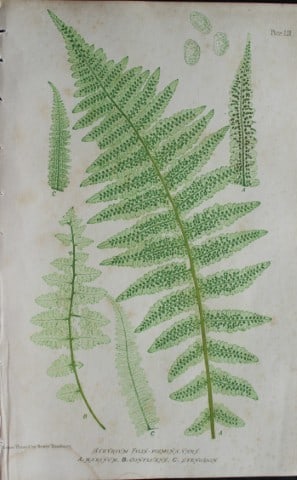 Thomas Moore - Nature-printed fern by Thomas Moore 1863: This print is from Nature-Printed British Ferns: Being Figures and Descriptions of the Species and Varieties of Ferns Found in the United Kingdom by Thomas Moore. Published by Bradbury & Evans, London