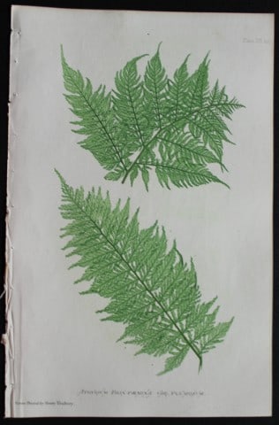 Thomas Moore - Nature-printed fern by Thomas Moore 1863: This print is from Nature-Printed British Ferns: Being Figures and Descriptions of the Species and Varieties of Ferns Found in the United Kingdom by Thomas Moore. Published by Bradbury & Evans, London