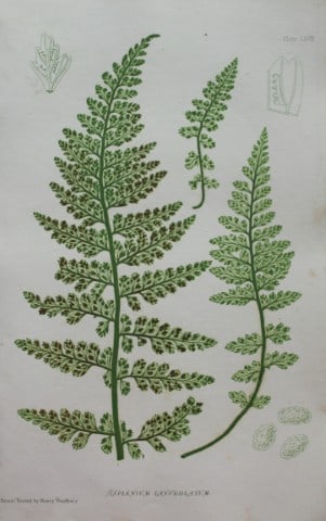 Thomas Moore - Nature-printed fern by Thomas Moore 1863: This print is from Nature-Printed British Ferns: Being Figures and Descriptions of the Species and Varieties of Ferns Found in the United Kingdom by Thomas Moore. Published by Bradbury & Evans, London